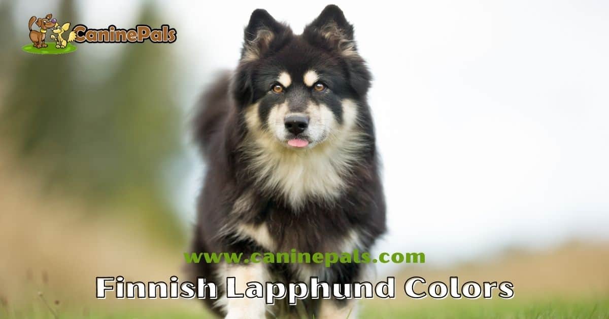 Finnish Lapphund Colors