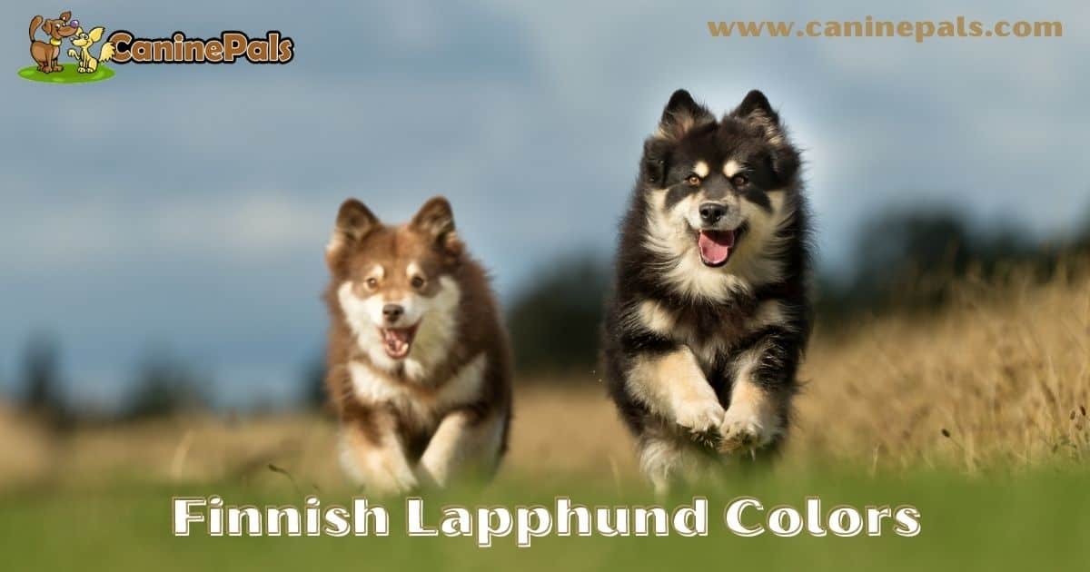 how do groomers bathe a finnish lapphund