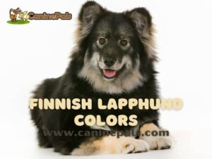 Finnish Lapphund Colors – Everything You Need to Know