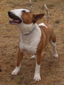 Bull Terrier