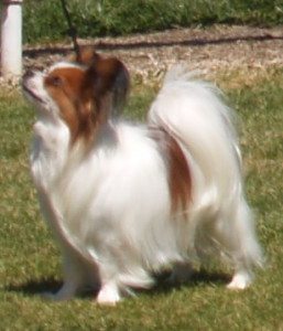 Papillon dog