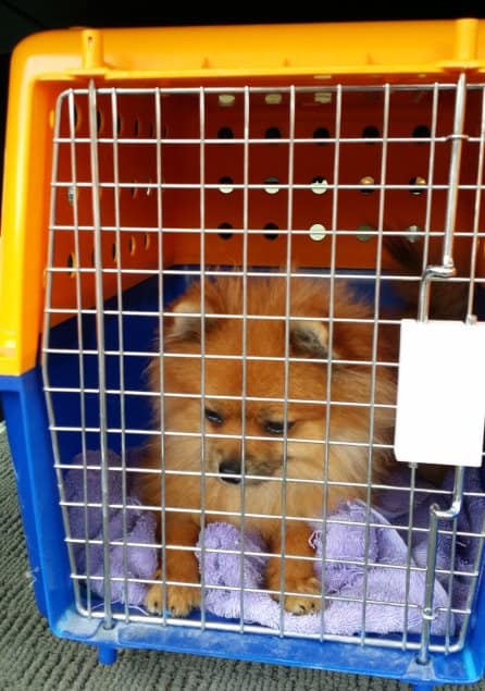 dog in crate