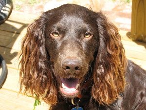 Boykin Spaniel