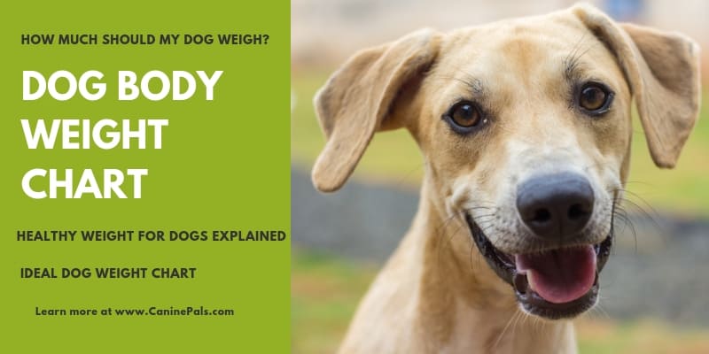 Dog Body Weight Chart