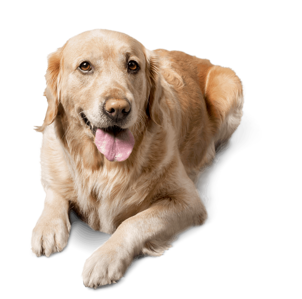 Obesity And Weight Management For Dogs | Canine Pals