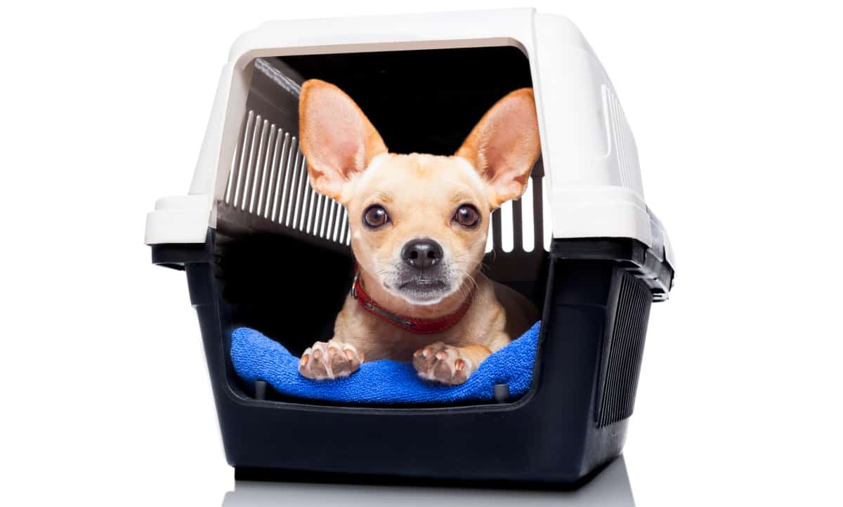 Older Dog Crate Training