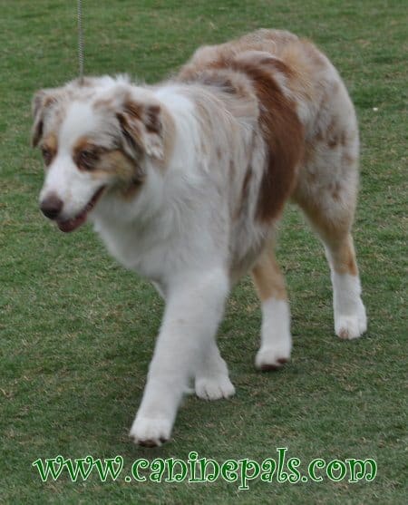 Australian Shepherd