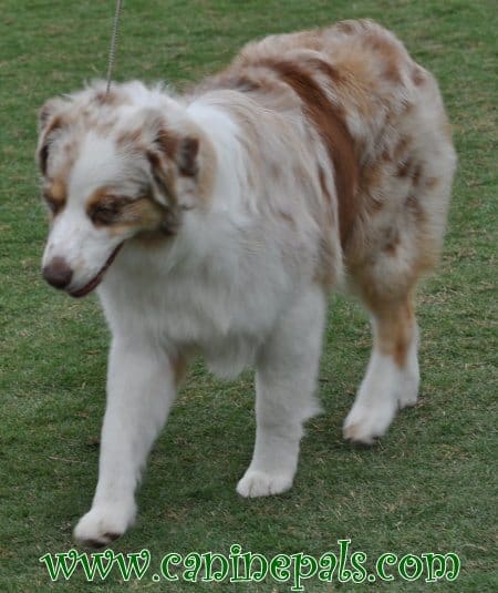 Australian Shepherd