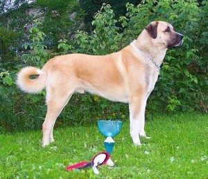 Anatolian Shepherd Dog