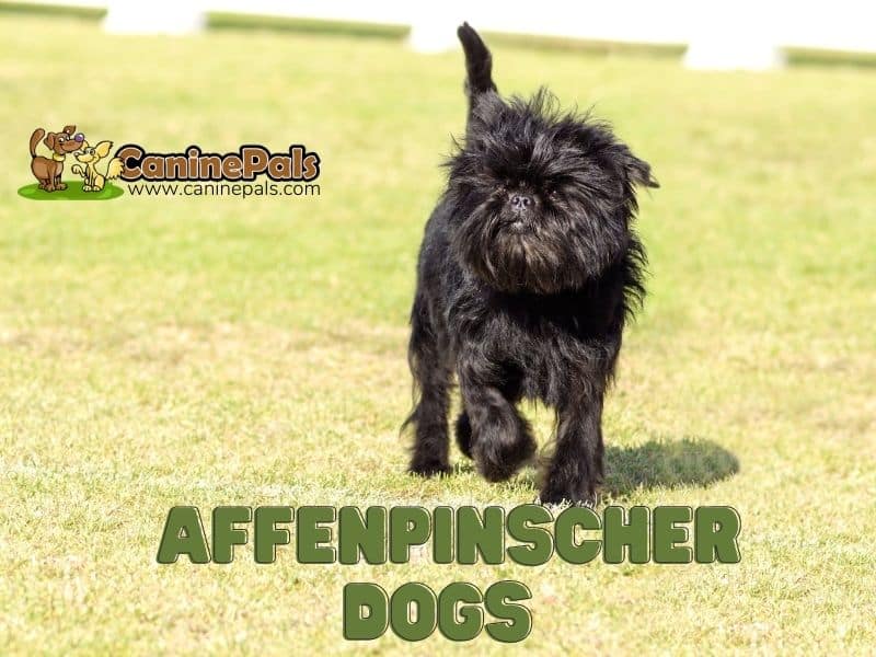 are affenpinscher puppies lazy