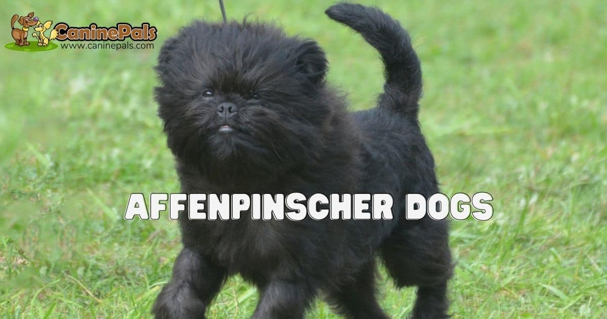 are affenpinscher puppies lazy