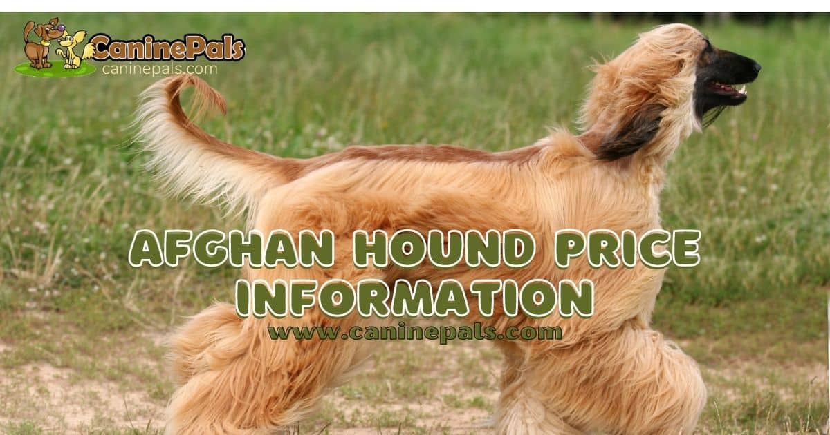 Afghan Hound Price Information