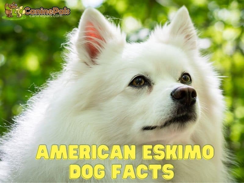 American Eskimo Dog Facts