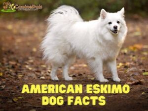 American Eskimo Dog Facts