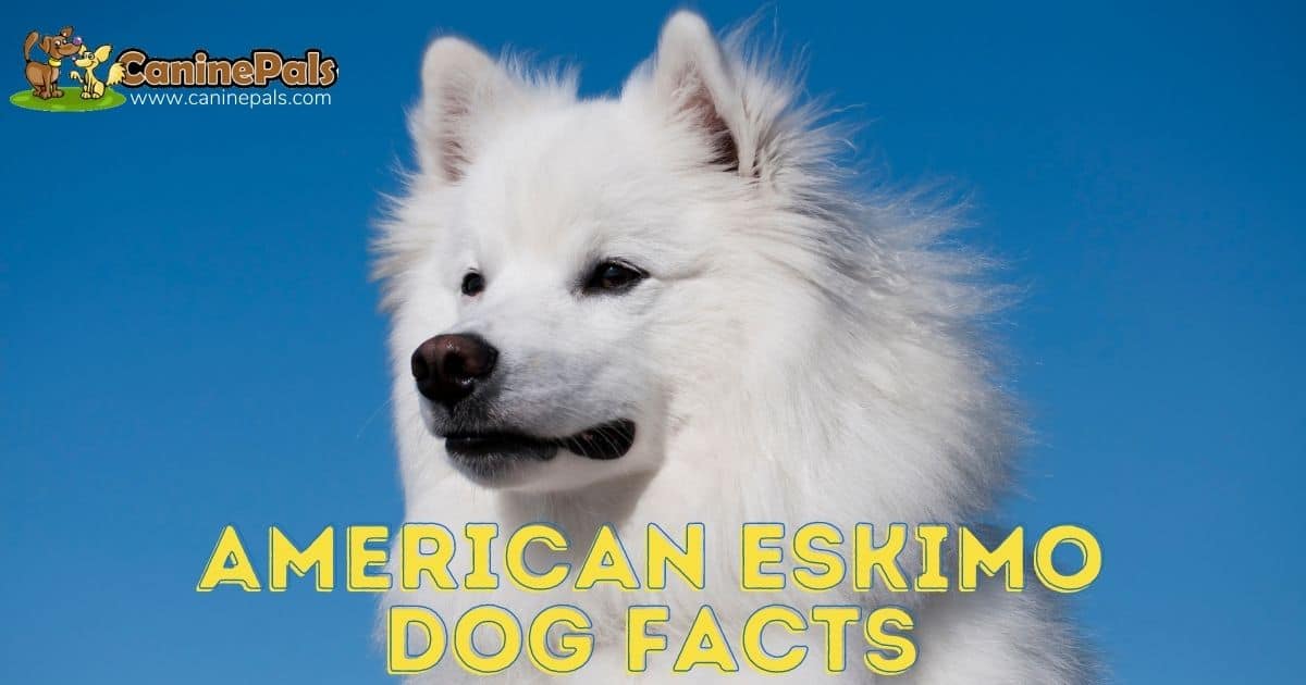 do american eskimo like to cuddle