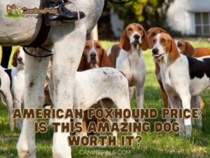 American Foxhound Price