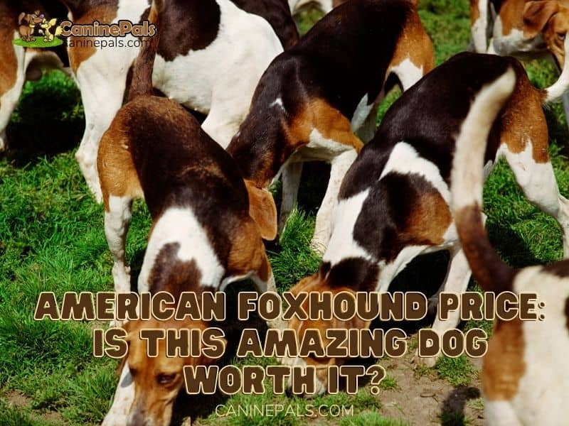 American Foxhound Price