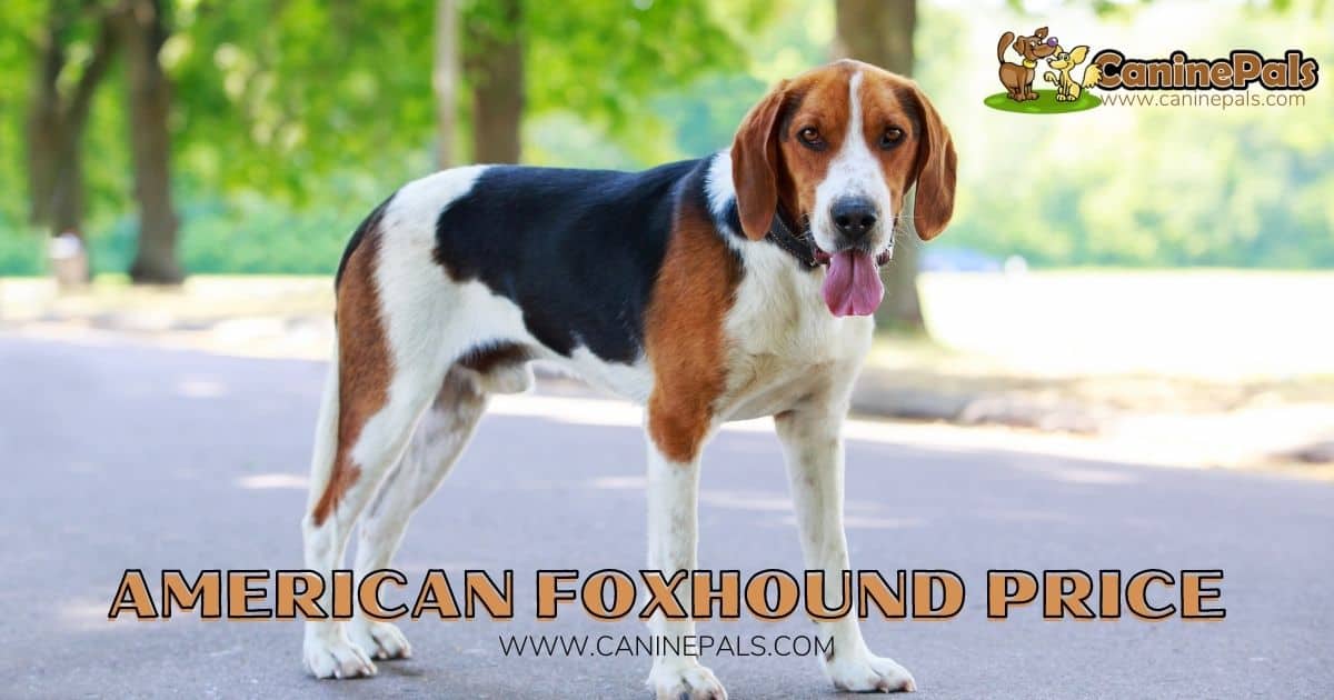 American Foxhound Price: Is this Amazing Dog Worth It?