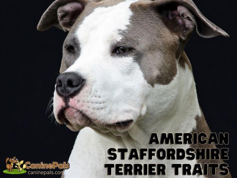 American Staffordshire Terrier Traits