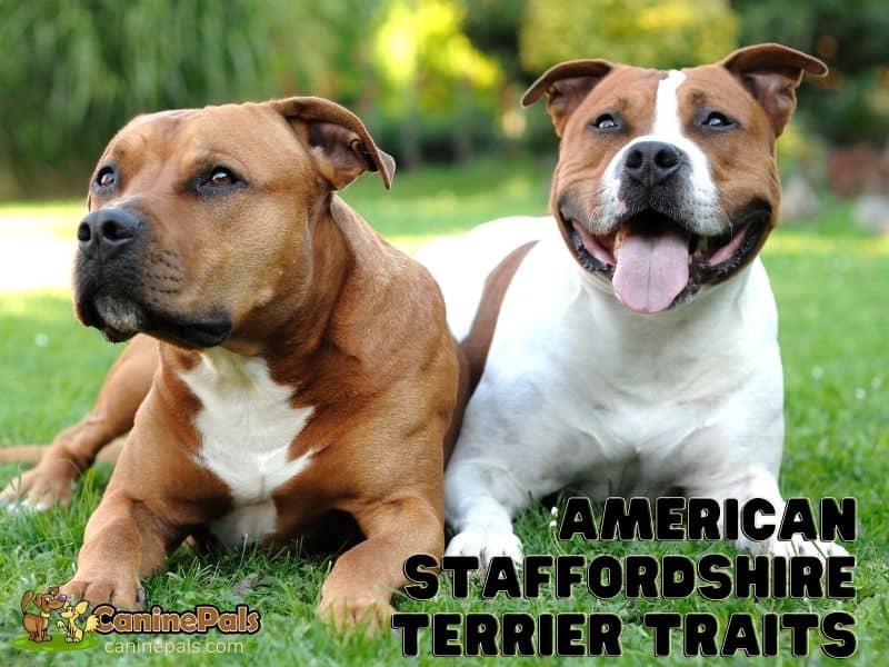 American Staffordshire Terrier Traits