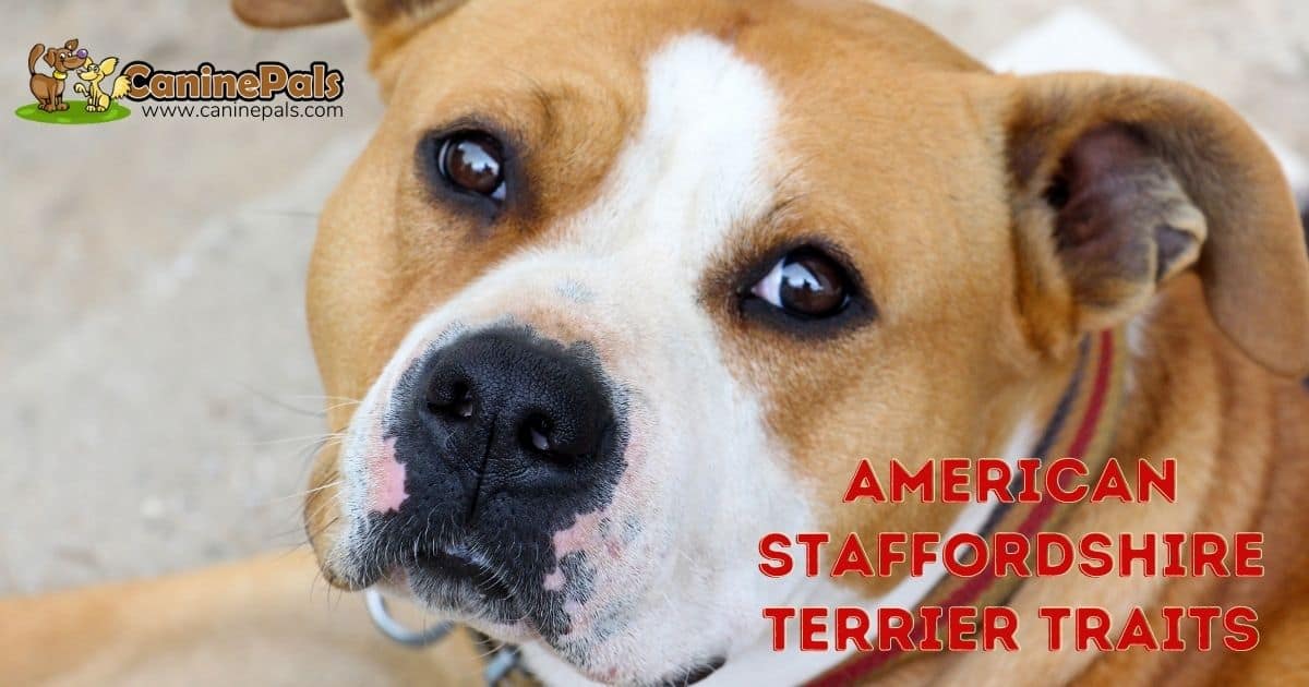 American Staffordshire Terrier Traits