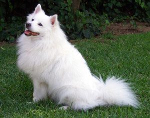 American, Eskimo, Dog