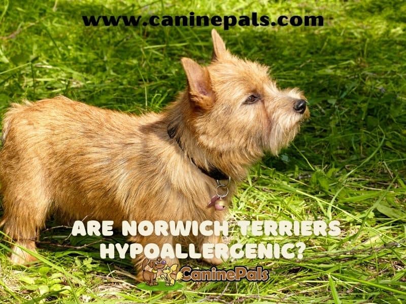 Are Norwich Terriers Hypoallergenic?
