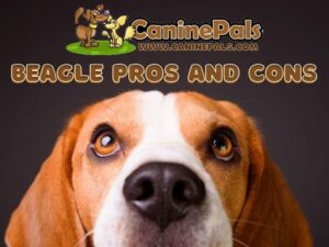 Beagle Pros and Cons