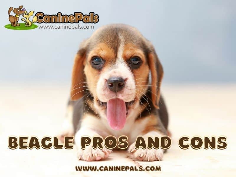 Beagle Pros and Cons