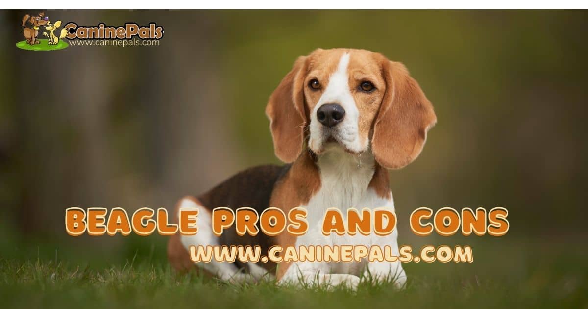 Beagle Pros and Cons