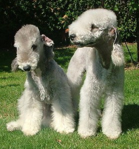 Bedlington Terriers