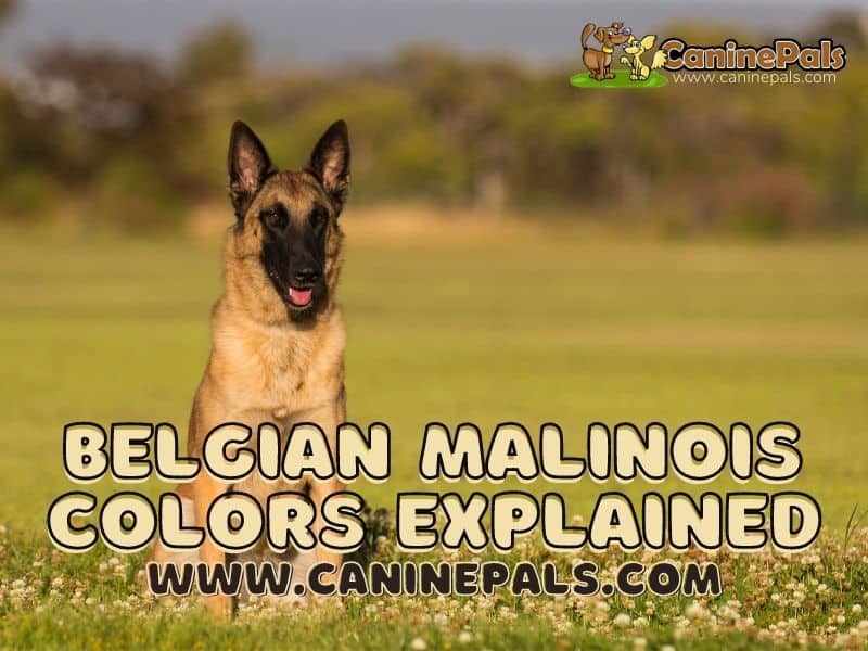 Belgian Malinois Colors Explained