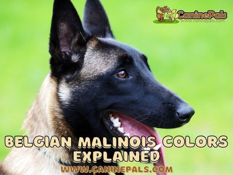 Belgian Malinois Colors Explained
