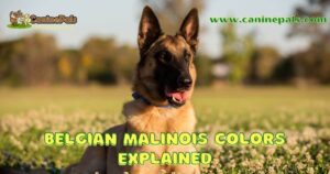 Belgian Malinois Colors Explained