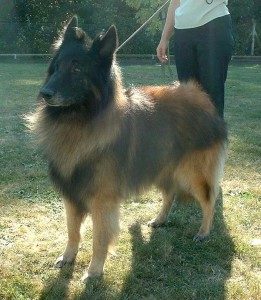 Belgian Tervuren