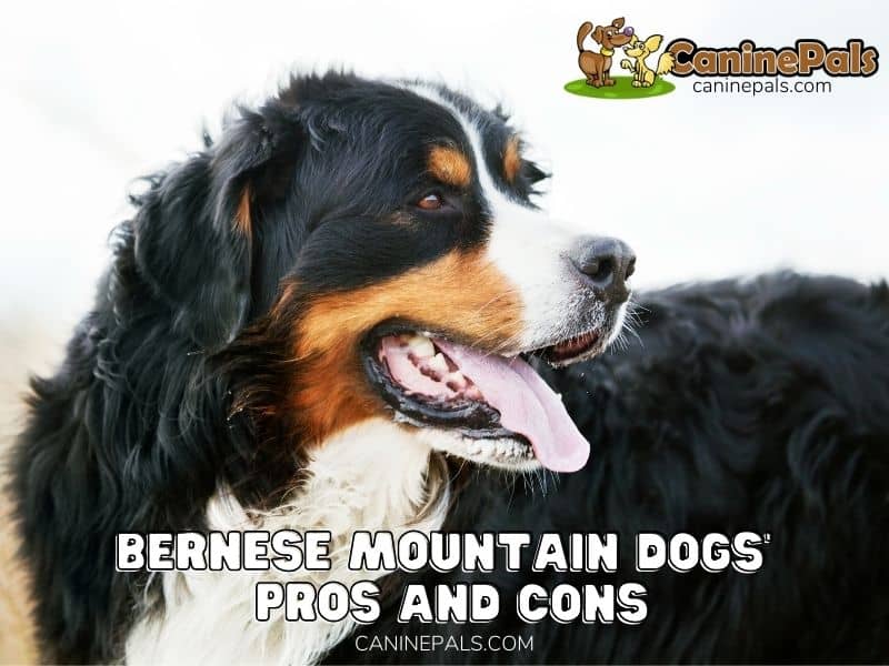 Bernese Mountain Dogs’ Pros and Cons