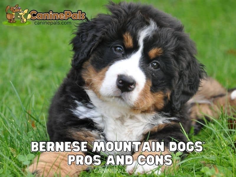 Bernese Mountain Dogs’ Pros and Cons