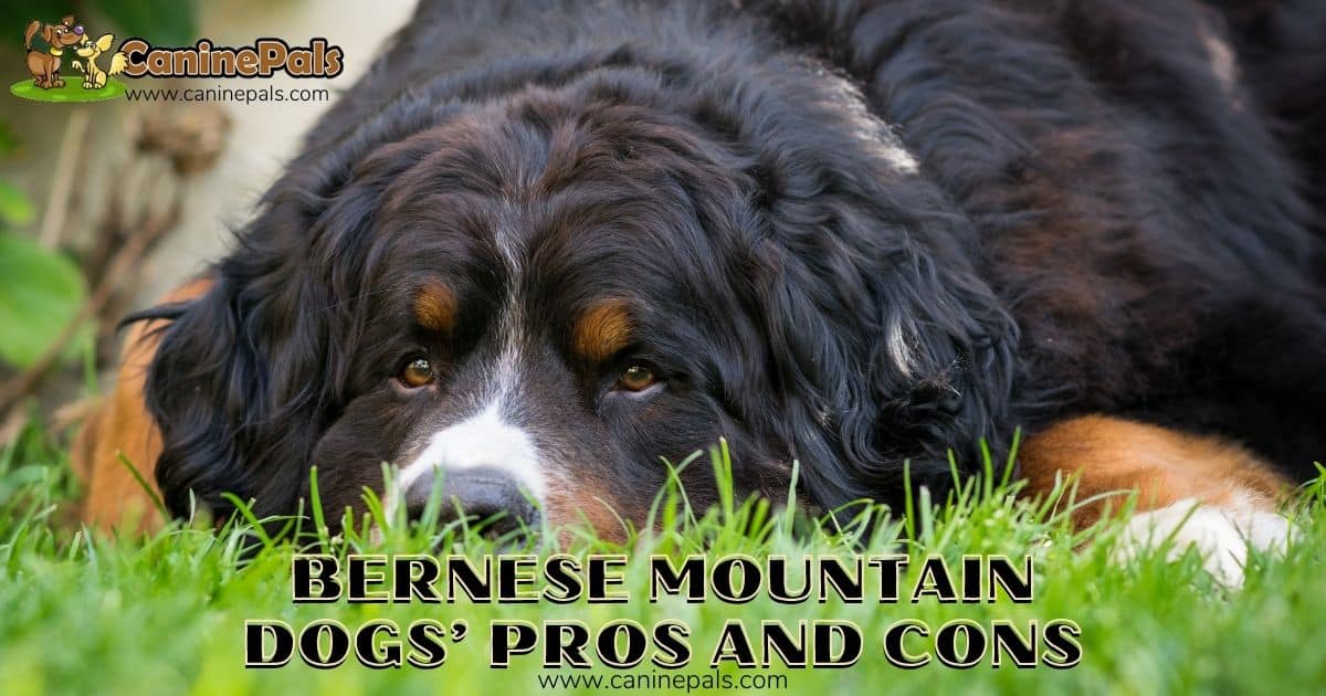 Bernese Mountain Dogs’ Pros and Cons