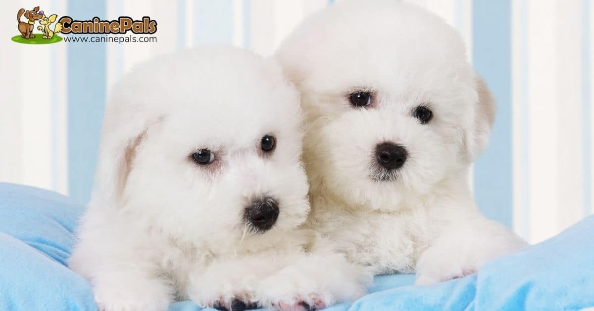 Bichon Frise Puppies