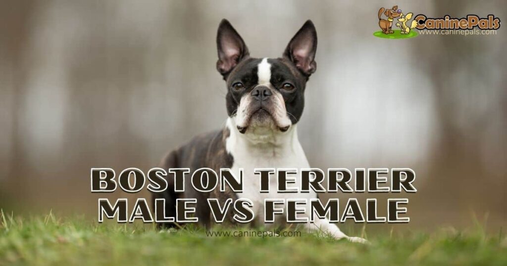 Boston Terrier Male vs Female Canine Pals