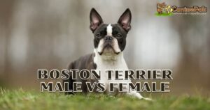 Boston Terrier Male vs Female