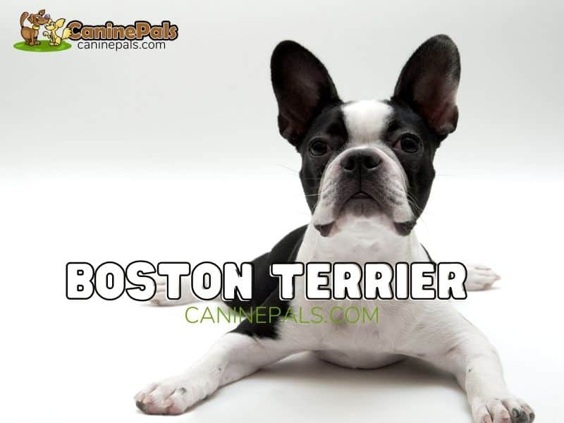 are male or female boston terriers more affectionate