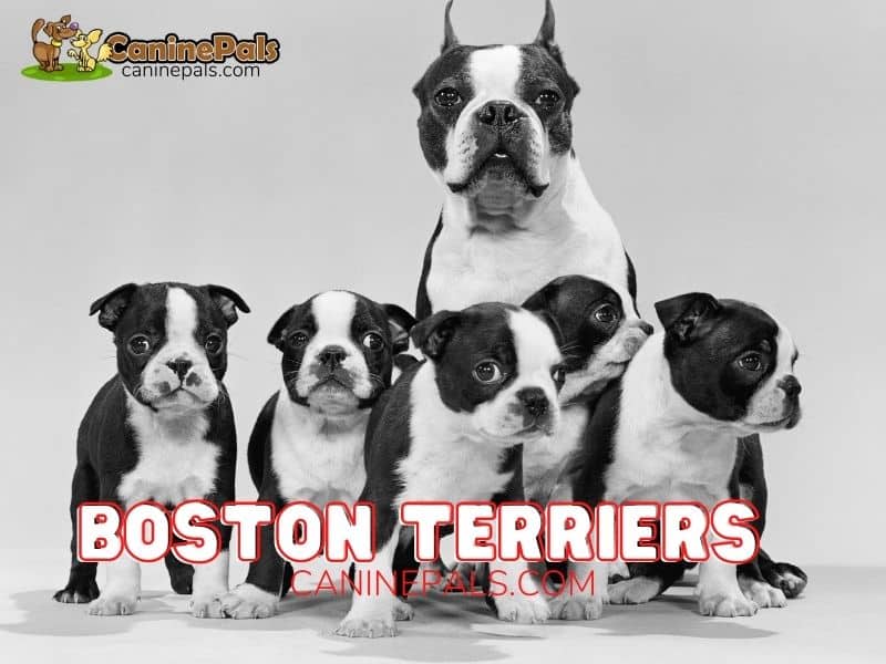 Boston terriers