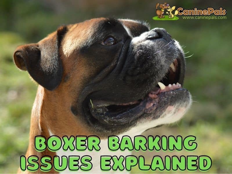 Boxer Barking Issues Explained