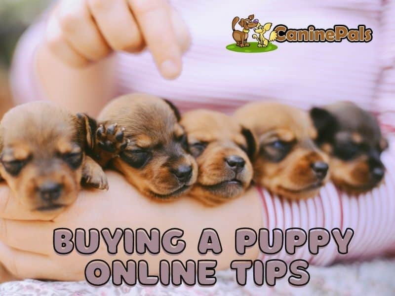 Buying a puppy Online Tips
