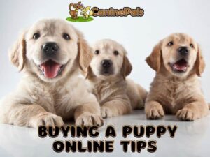 Buying a Puppy Online Tips