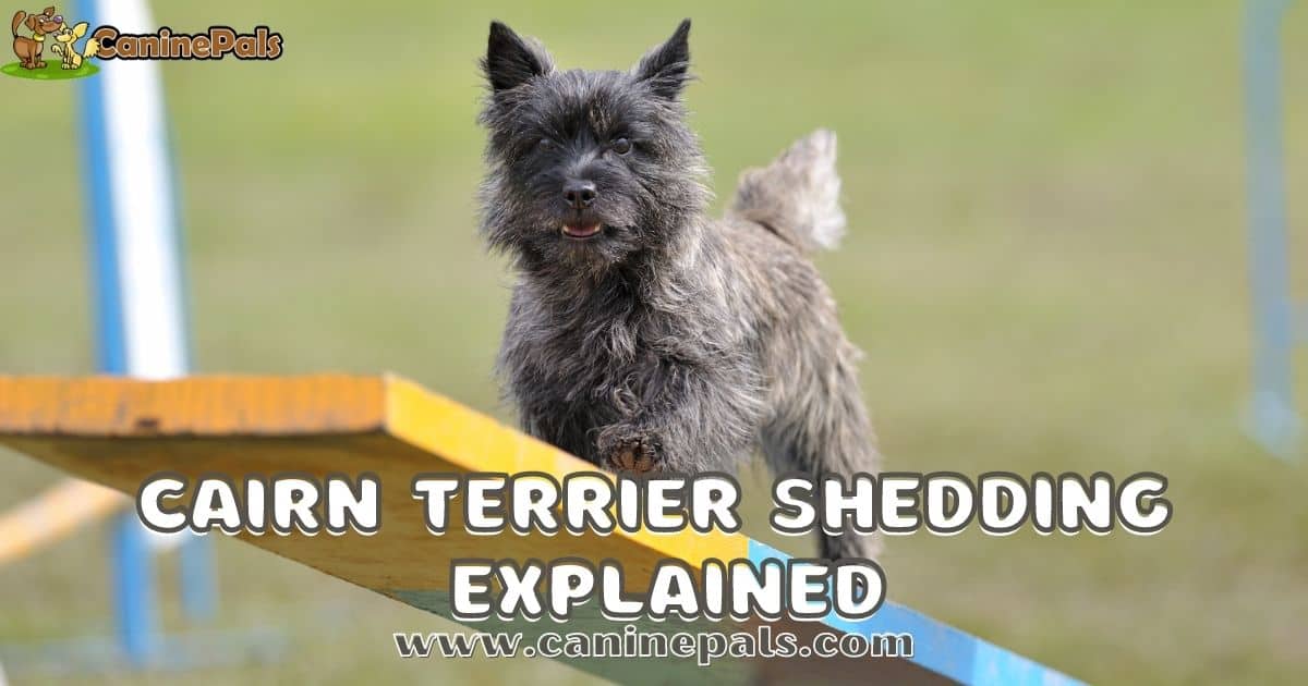 Cairn Terrier Shedding Explained