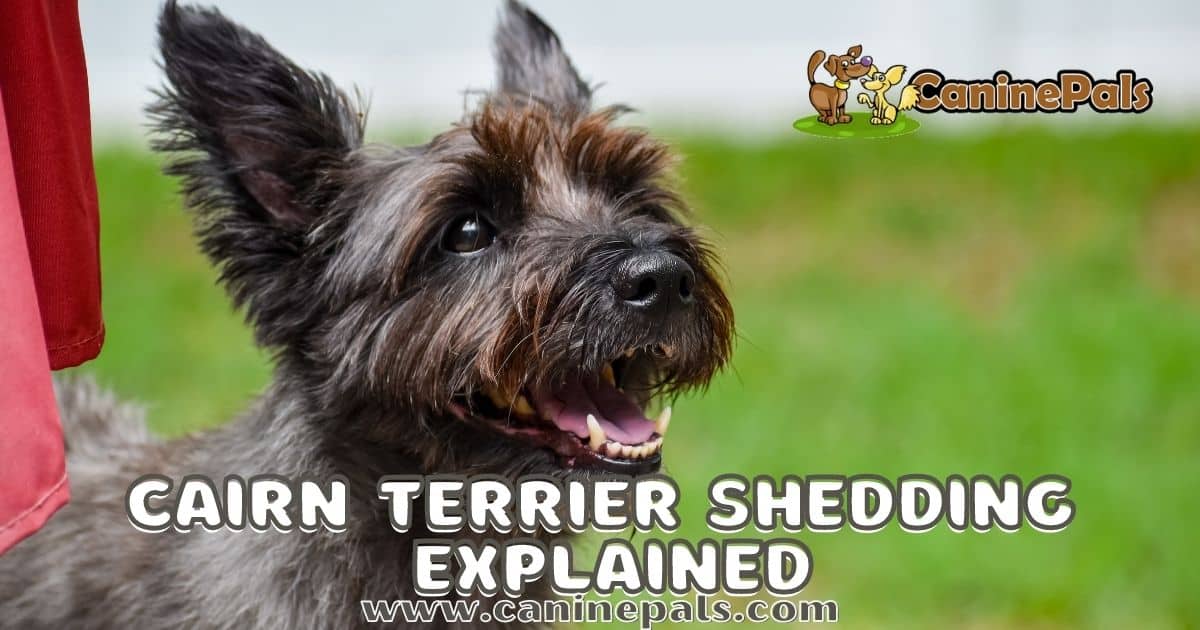 Cairn terrier Shedding