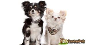 Chihuahua Long Coat Dogs