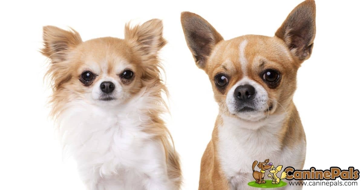 Chihuahua Dogs